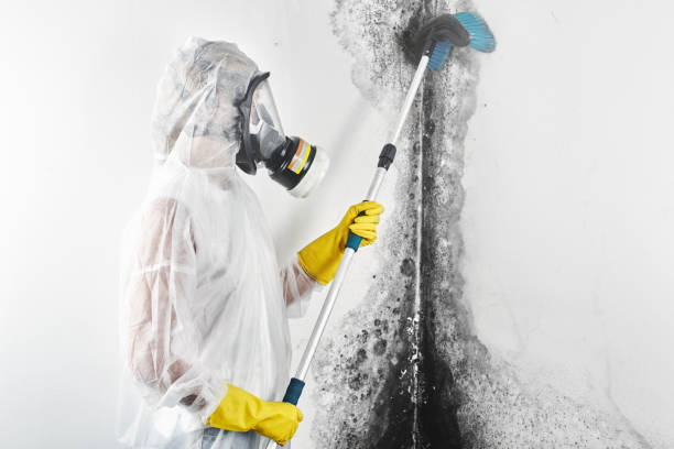 Best Comprehensive Air Testing for Mold Contaminants  in De Motte, IN