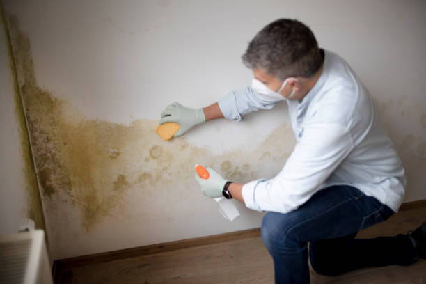 Best Emergency Mold Remediation  in De Motte, IN